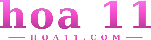 hoa 11 logo